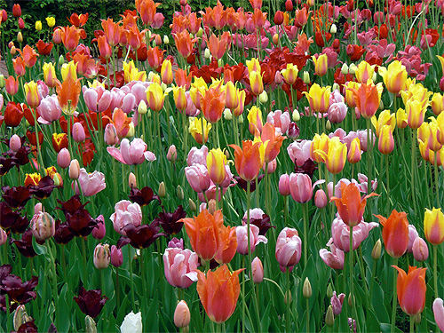 Buntes Tulpenbeet Buntes Tulpenbeet