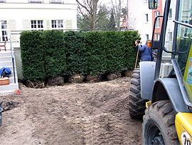Eibenhecke als Sichtschutz