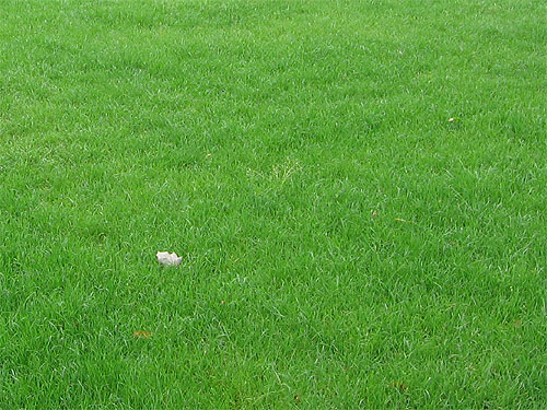 Krftiger Rasen ist eine Zierde fr jeden Garten