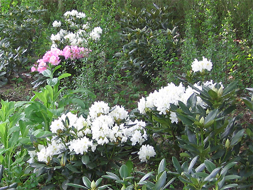 Weier Rhododendron 'Cunningham's White'