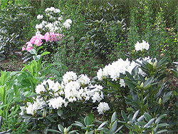 Weier Rhododendron 'Cunningham's White'