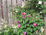 Kletterrose